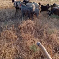 ۲ تا بز بعده دوبور