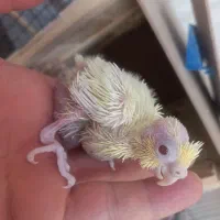 جوجه عروس هلندی