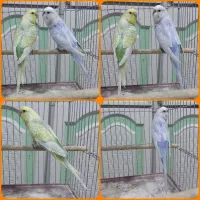 مرغ عشق مولد تخم وجوجه ای