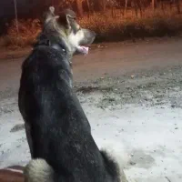 واگذاری ژرمن دوبرمن