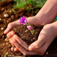 بهترین کود کشاورزی