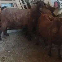 گوسفند مور بز نژاد دار