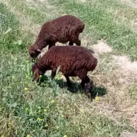 دو تا بره