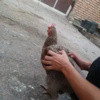 مرغ
