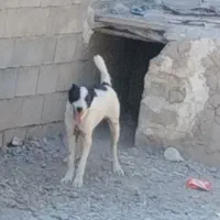 خوشگل سرپنجه دار بشدت مغرور