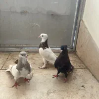 کفتر شهری بهبهونی