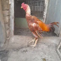 خروس لار