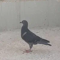 تعدادی جوجه کبوتر پرشی یدونه مسافتی مفلق