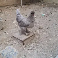 مرغ تخم گذار