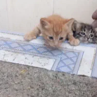 بچه گربه