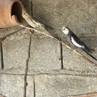 جفت عروس هلندی مولد