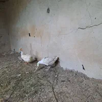 قو غاز اکراینی