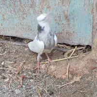 سلام|پرنده|کهنوج, |دیوار