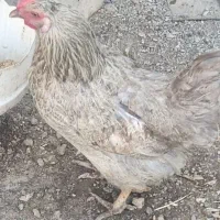 مرغ نژاددارsusex
