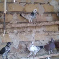 کبوتر گرفتنی