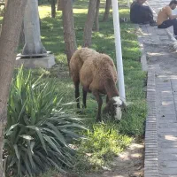گوسفند خونی