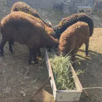 بره ماده پنج عدد سالم سرحال واکسن خورده