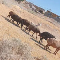 میش داشتی ابستن