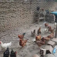 مرغ و خروس