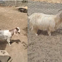 میش بره بادوعددبز وبزغاله