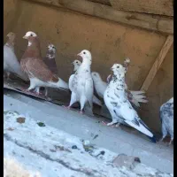 13عددکبوتر زمانتی