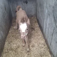 گاو تلیسه گوساله