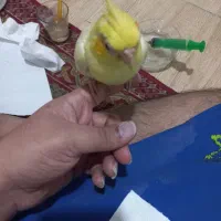 فروش ۱۴ جفت عروس هلندی مولد