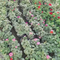 حراج گل شمعدانی