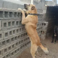 سگ سرابی فروشی نژاد