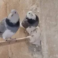 جوجه کبوتر،کاملا سالم