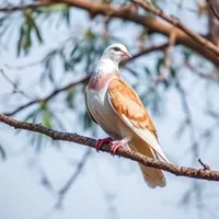 کبوتر ماده گمشده در ایلخچی