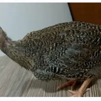 مرغ شاخدار