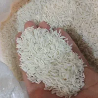 برنج هاشمی کشت۲