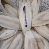 کف دریا