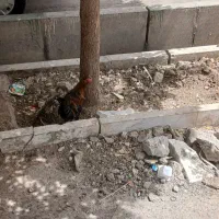 خروس جوان