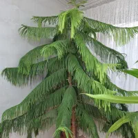 کاج مطبق دو متری