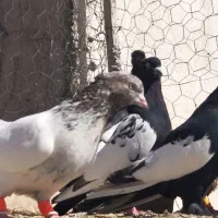 کبوتر