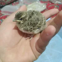 قناری|پرنده|نیشابور, مبارکه|دیوار