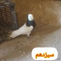 کبوتر پرشی به شرط توصیحاتو بخون