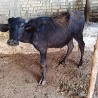 گاومیش حشوا