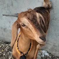 فروش بز چبیش