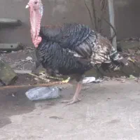 فروش بقلومون