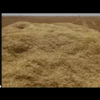 کاه گندوم