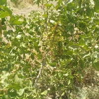 فروش ترکه اکبری
