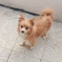 توله پامر