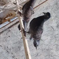 جوانه تهرانی