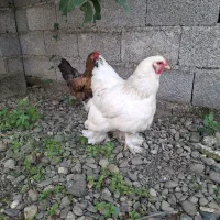 مرغ برهما اصل