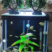 آکواریوم پلنت ماهی کل لوازم معاوضه