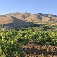 باغ-انگور-شاینی