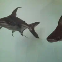 پنگوسی شکاری / پنکوسی / کوسه